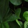Philodendron scandens
